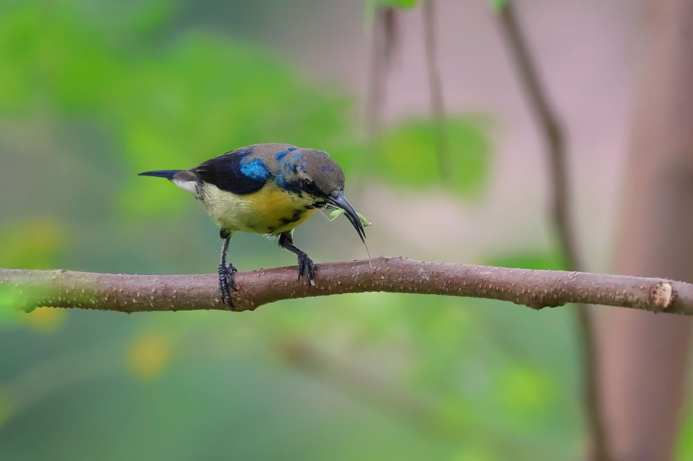 Photograph by AYANENDU DE