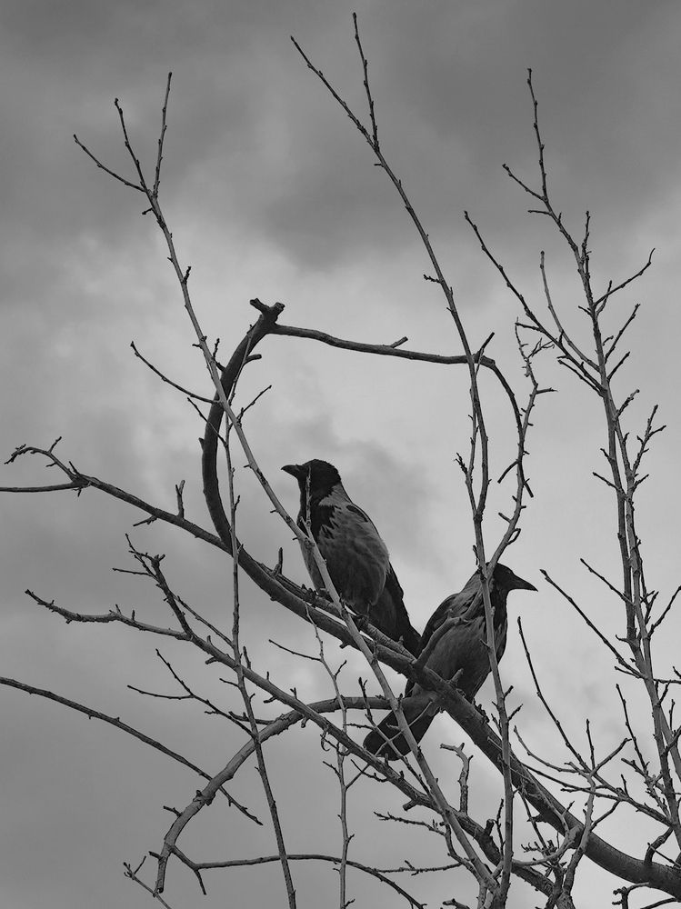 Photograph by Reza Keyvan