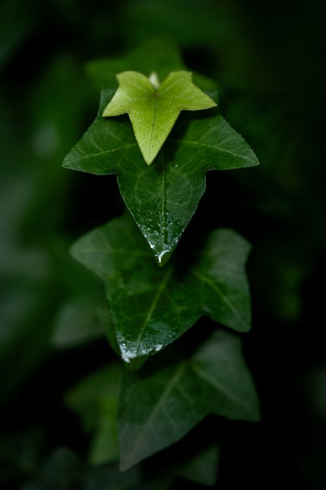 Photograph by Александра Ладыгина
