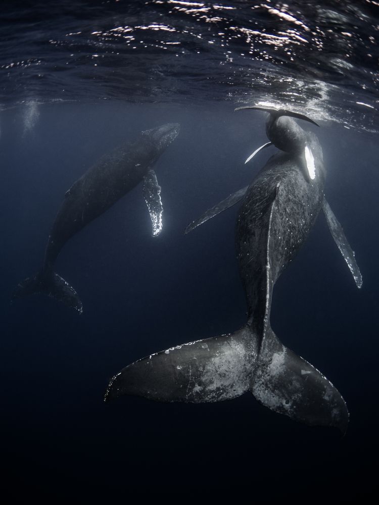 Photograph by Asahina Akira