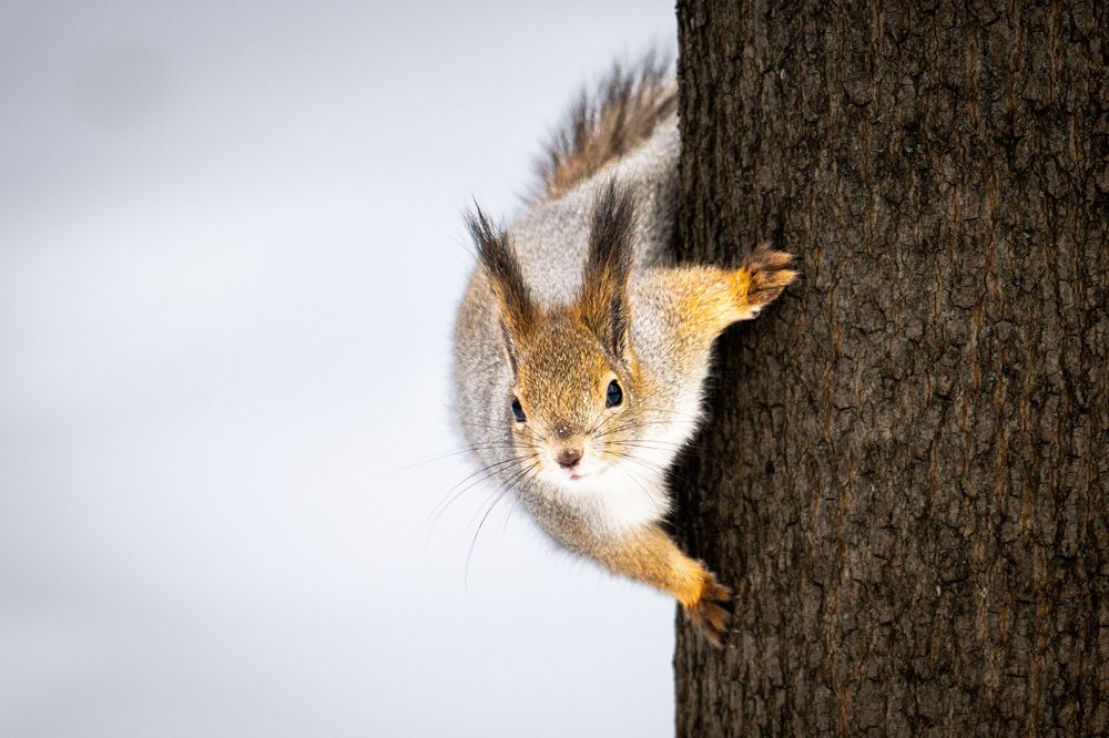 "Squirrel On The Hunt"