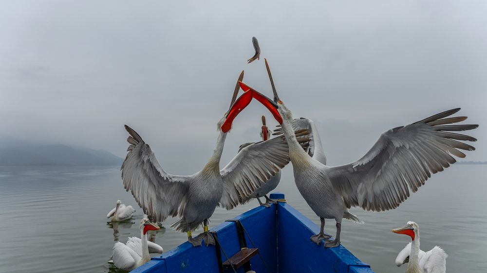 Photograph by Despina Anastasis