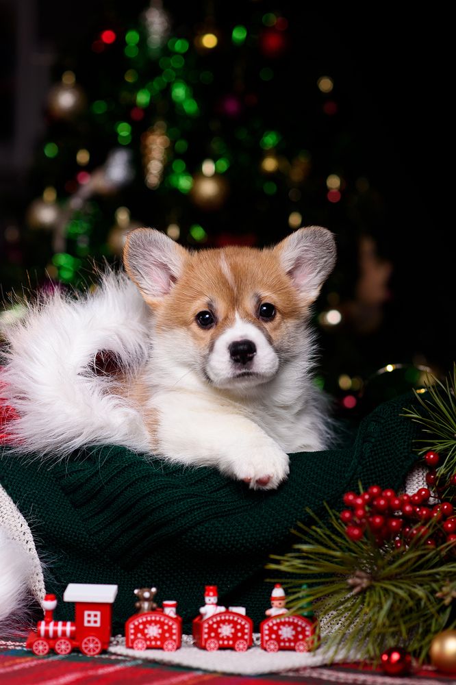 Маленькие коржики