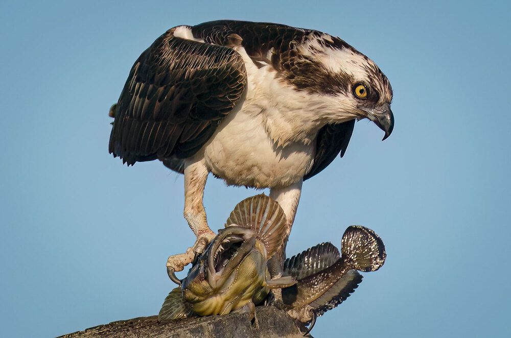 Osprey With Specklefin Midshipman