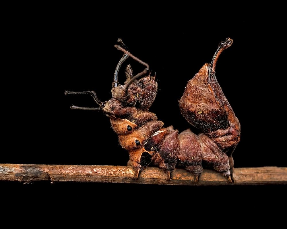 Nature's crazy disguises