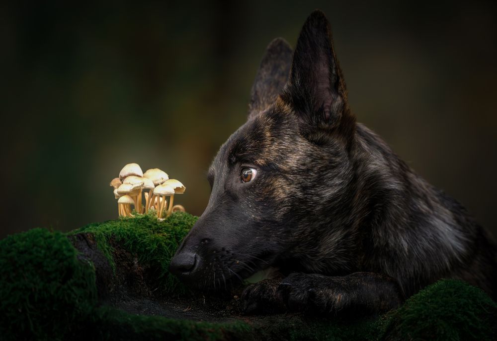 Photograph by Shanna van Mens