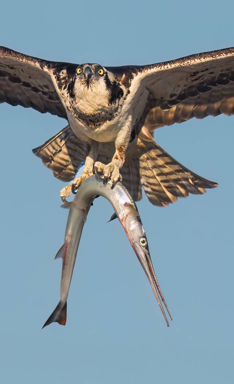 The Only Raptor That Dives Completely Into The Water To Capture Its Prey The Only Raptor That Dives Completely Into The Water To Capture Its Prey