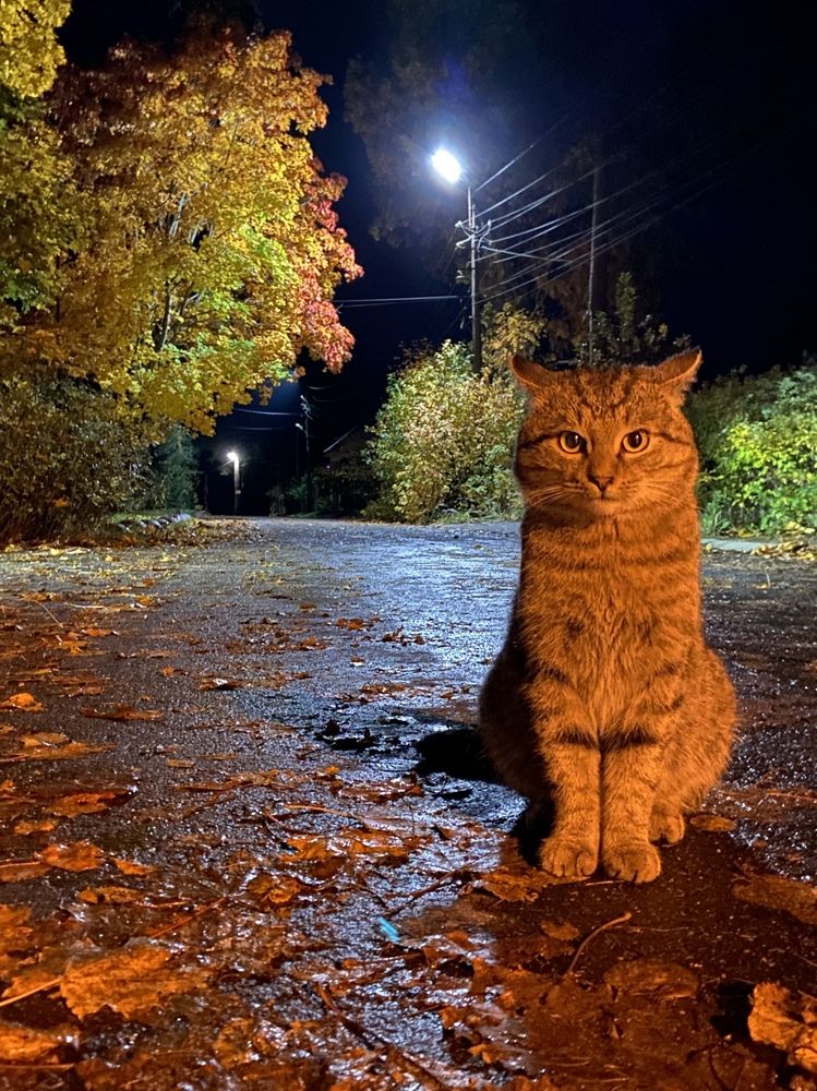 Золотой кот золотой осенью