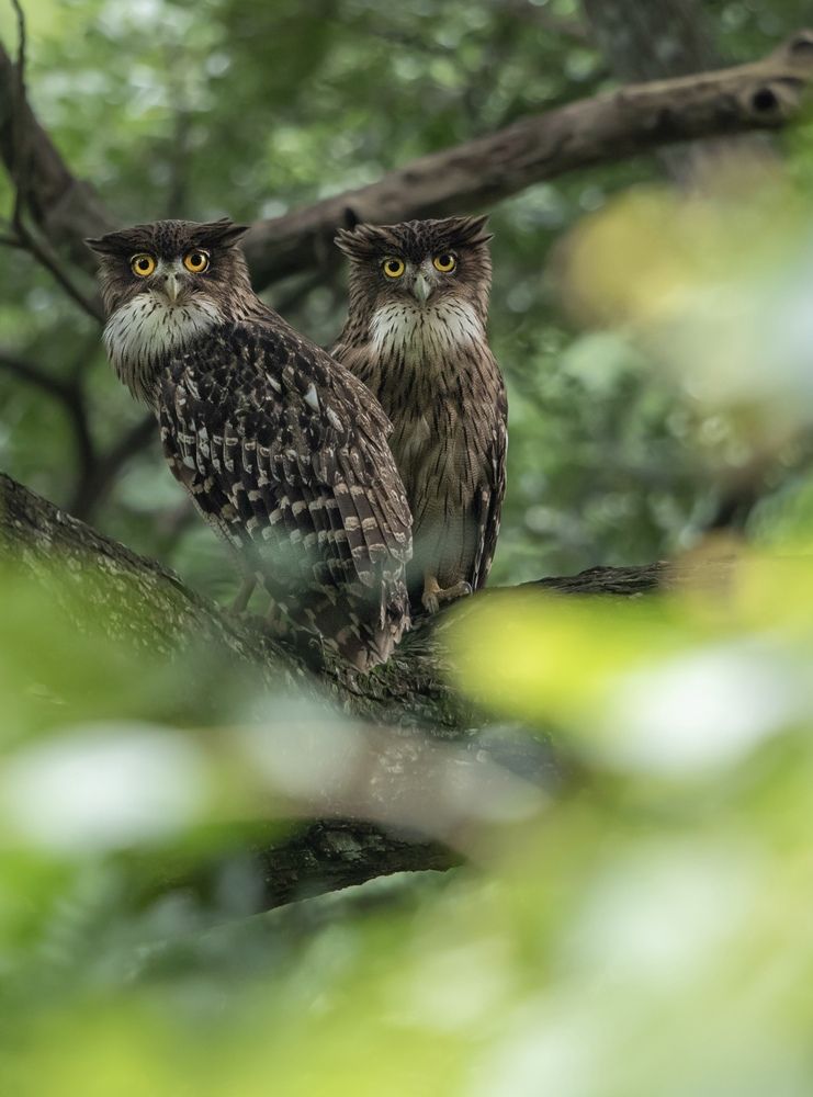 Photograph by Muralitharan M