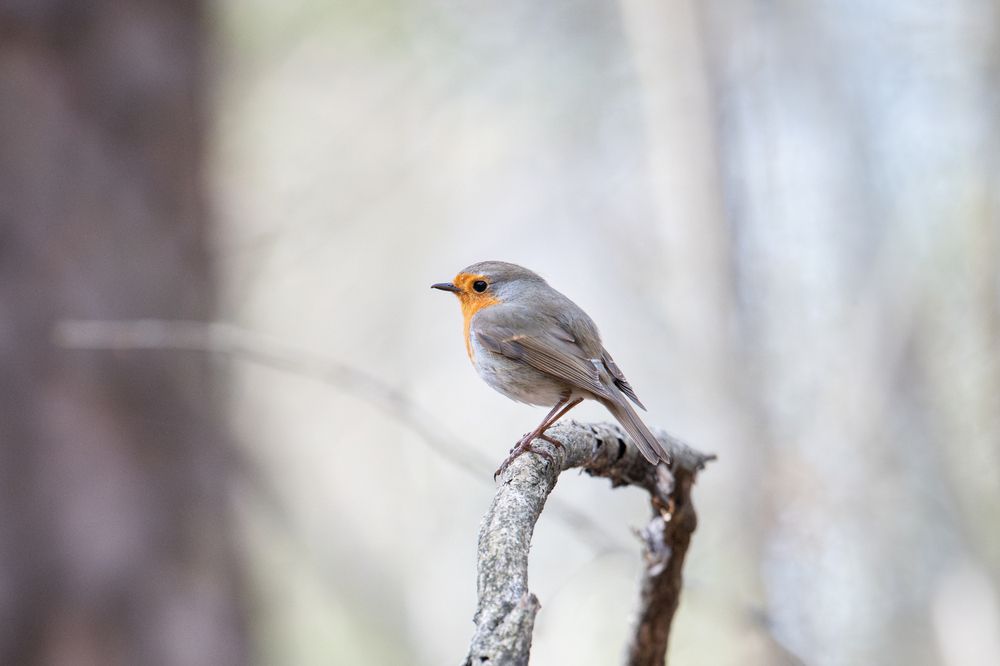 Photograph by Гукасян Геворк