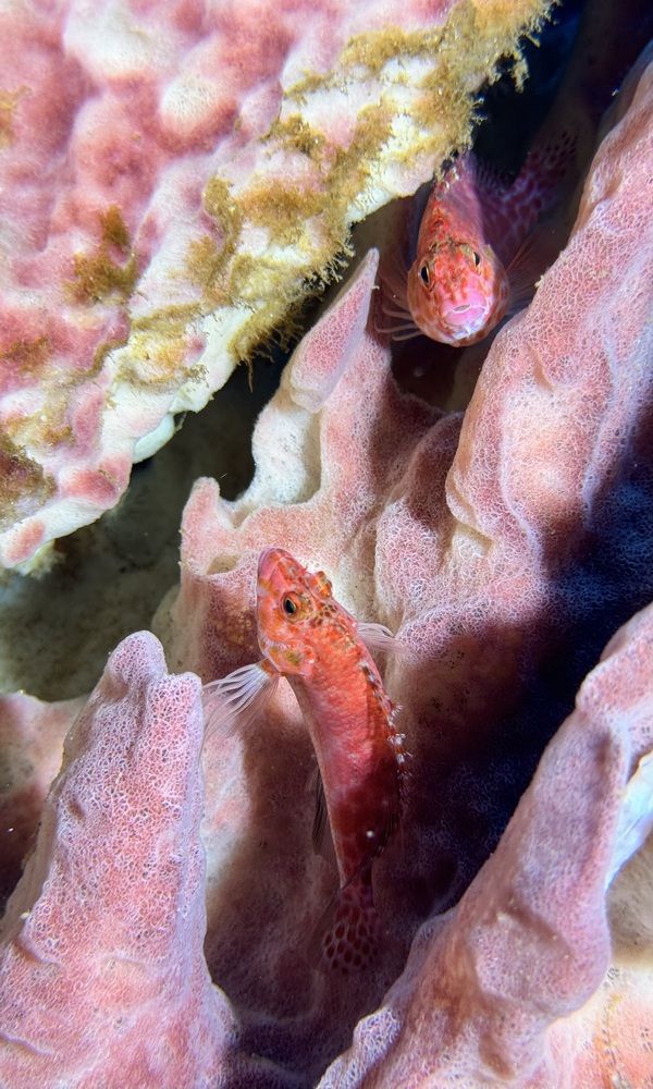 Photograph by Елена Шильникова