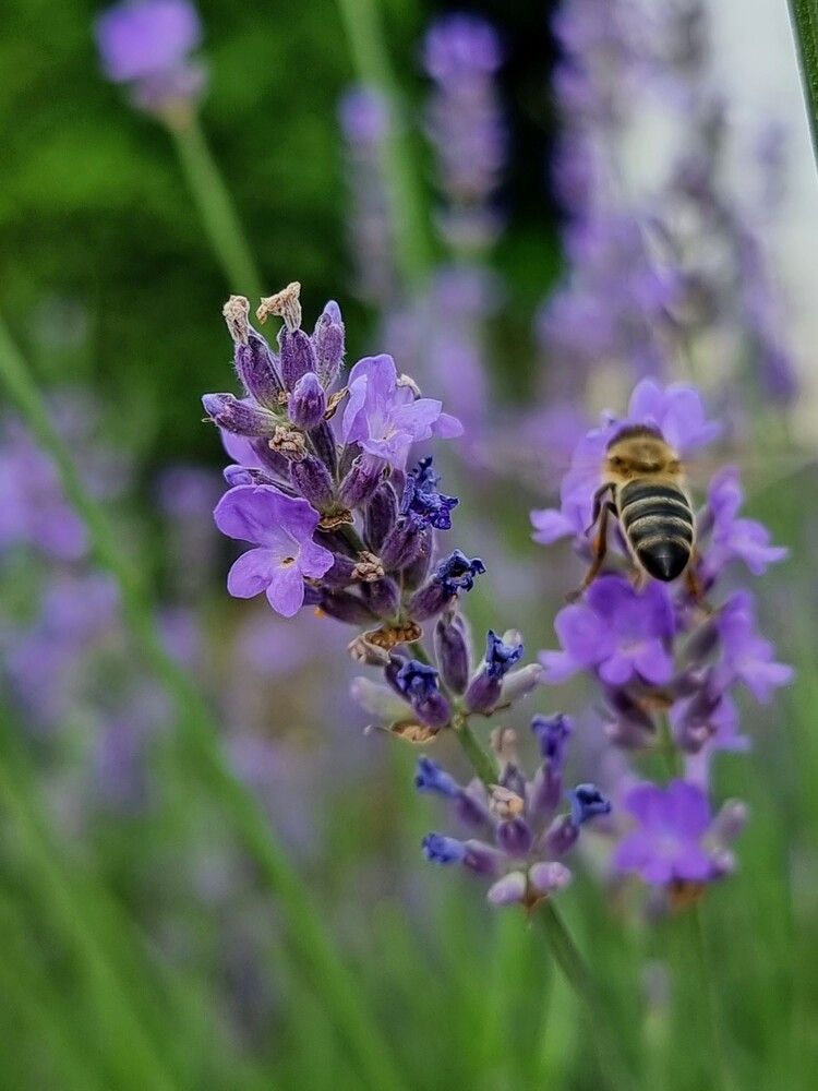 Photograph by Лидия Лащева