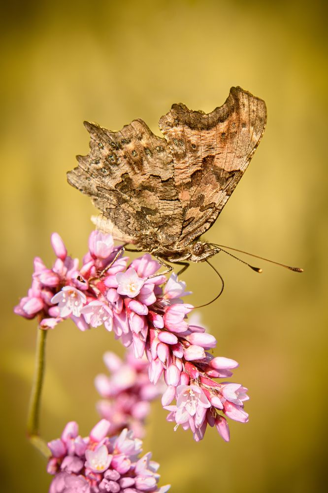 Photograph by Дмитрий Огольцов