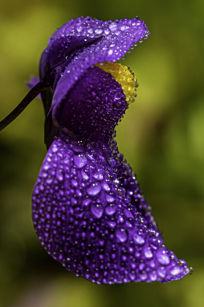 Photograph by Юлия Шурандина