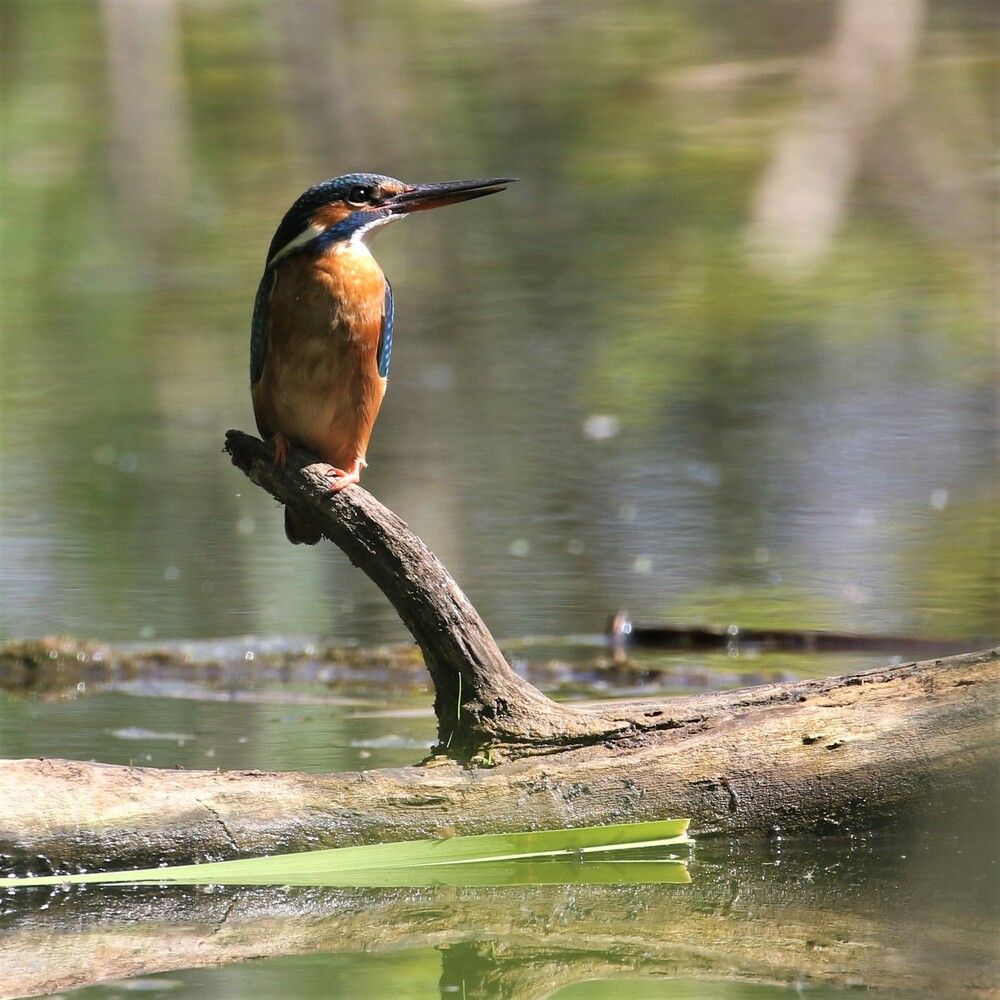 Photograph by irina volkova