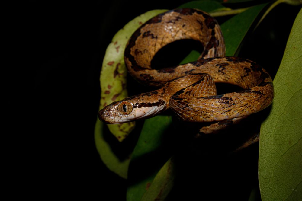 Photograph by Vinol Perera