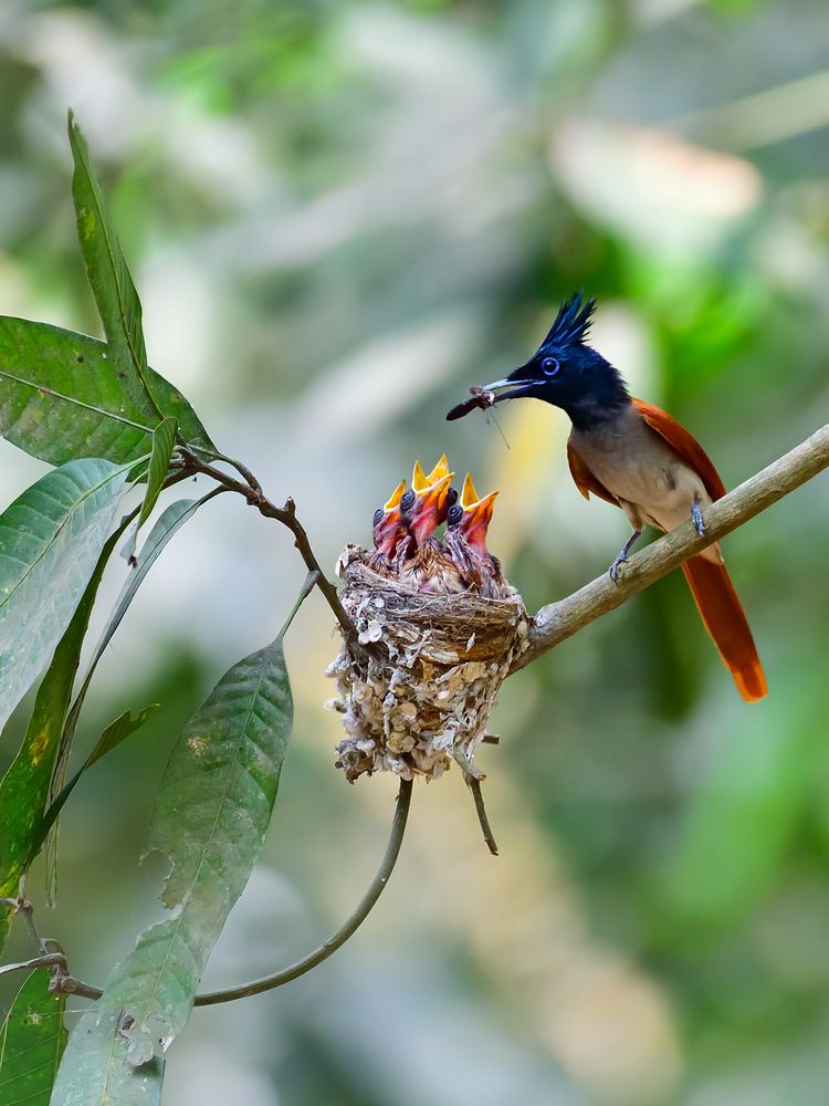 Photograph by Irene Chattopadhyay