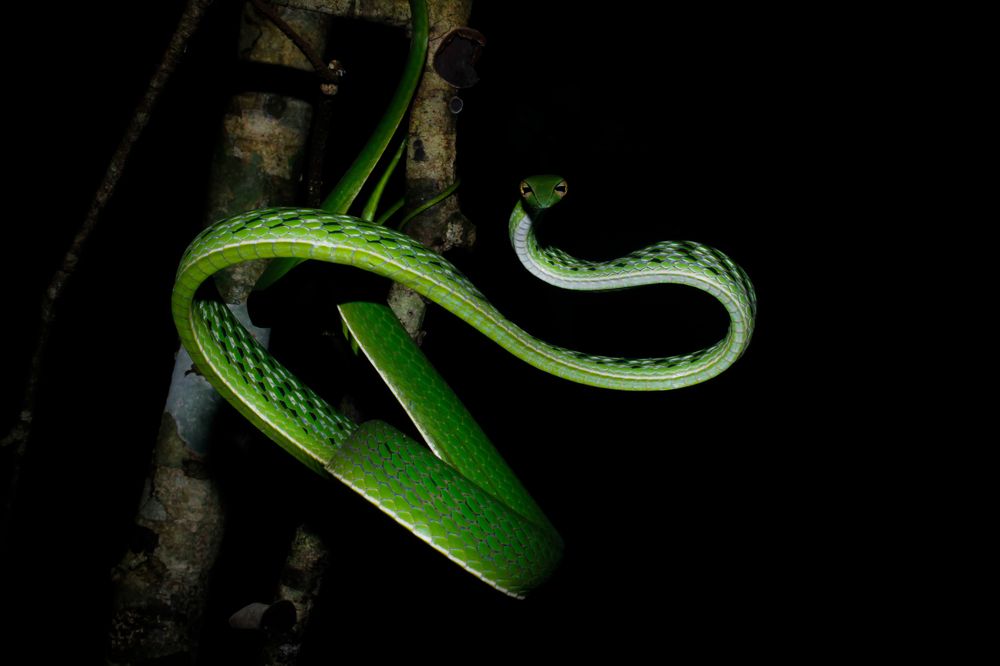Photograph by Vinol Perera