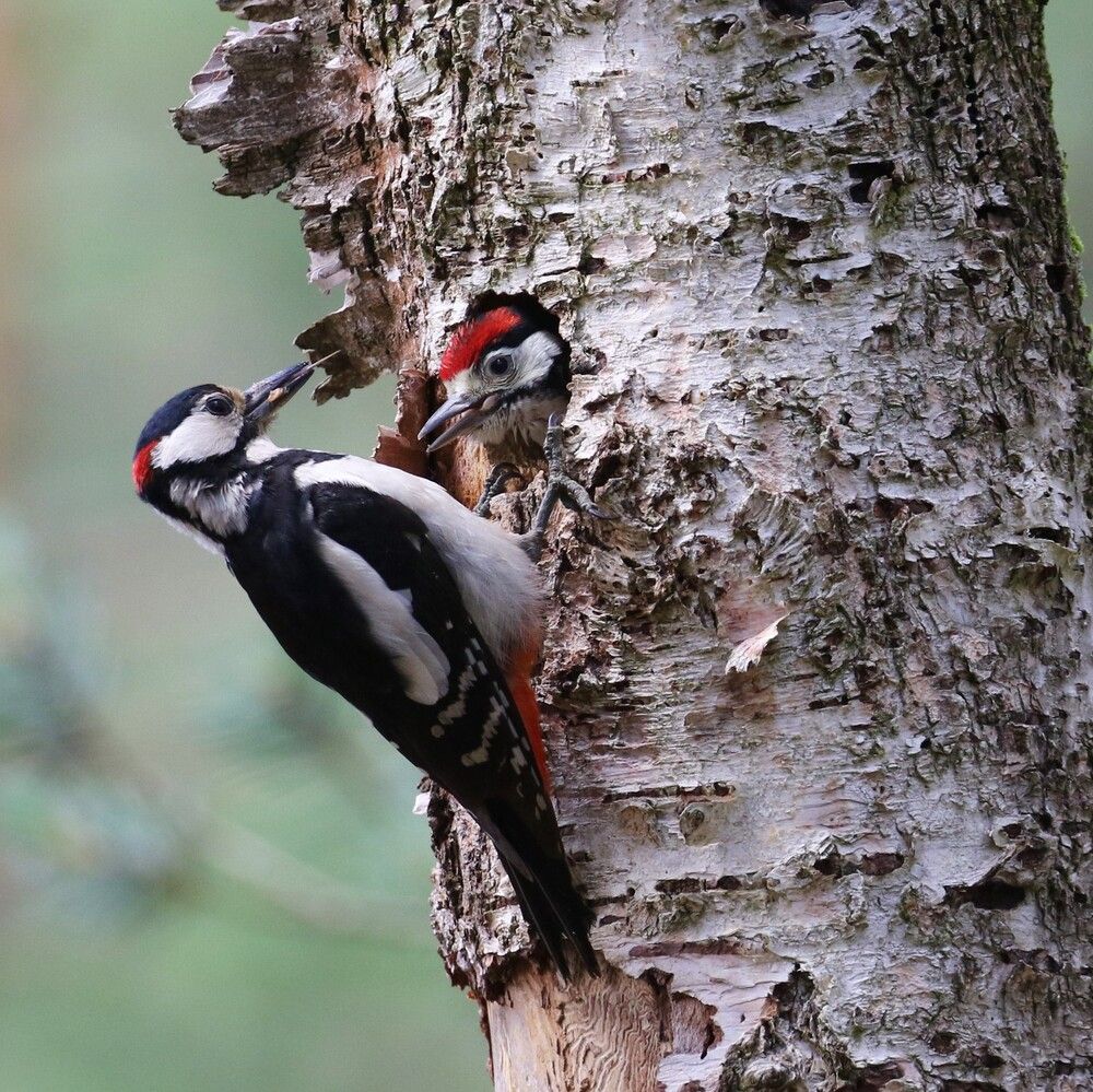 Photograph by irina volkova