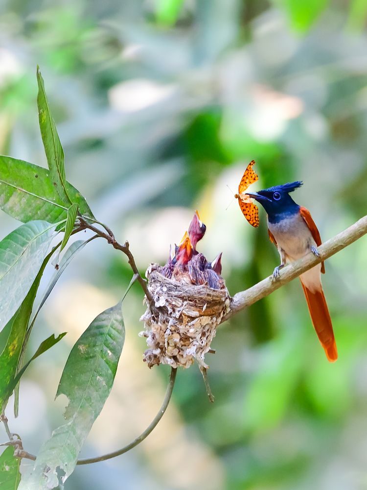 Photograph by Irene Chattopadhyay