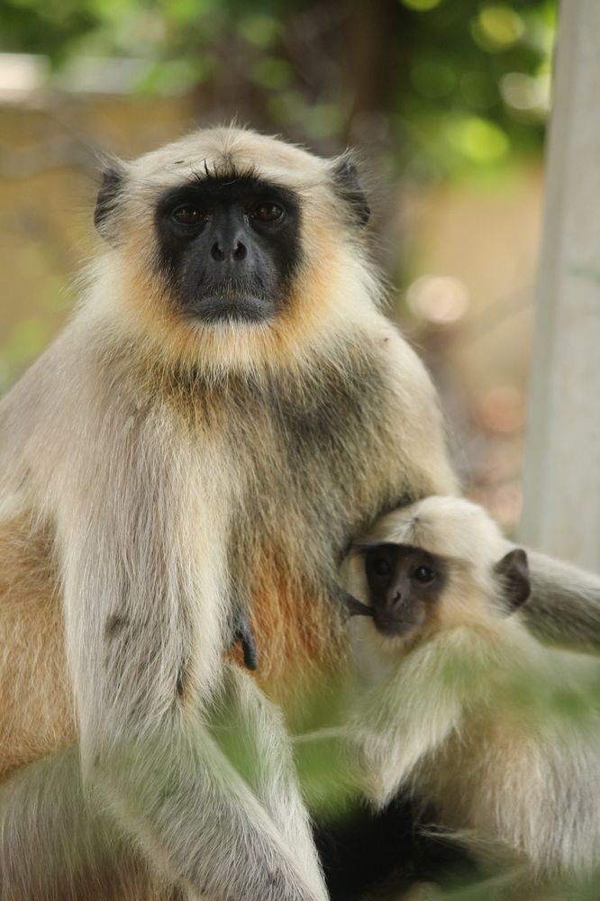 Photograph by Sharad vadoliya