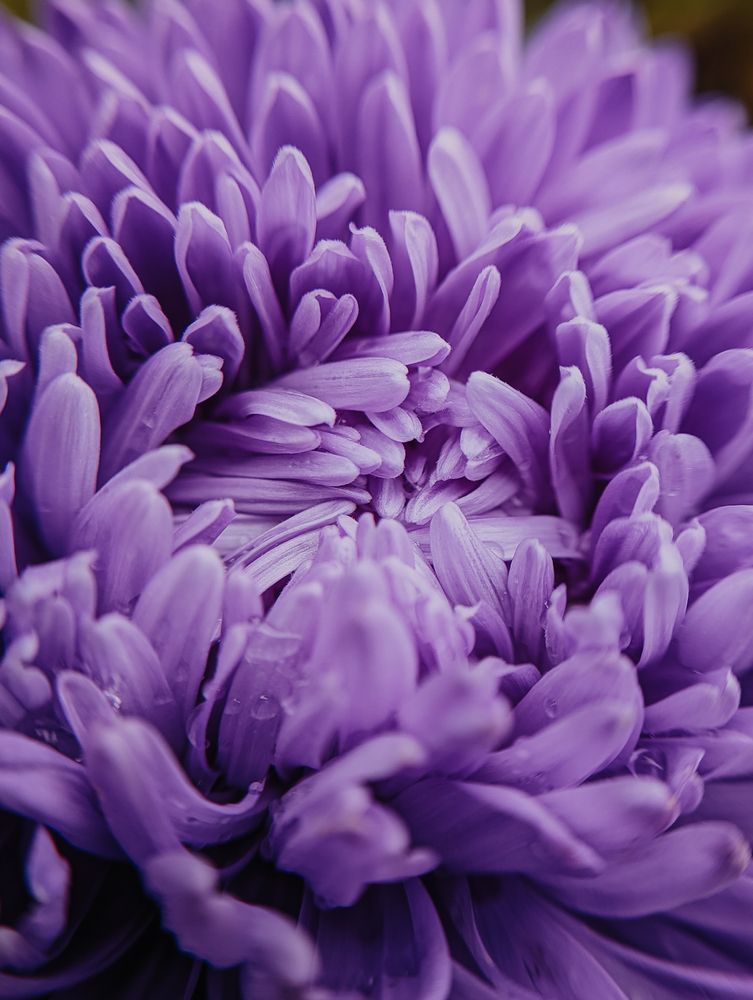 Фотография автора Мария Михайлова