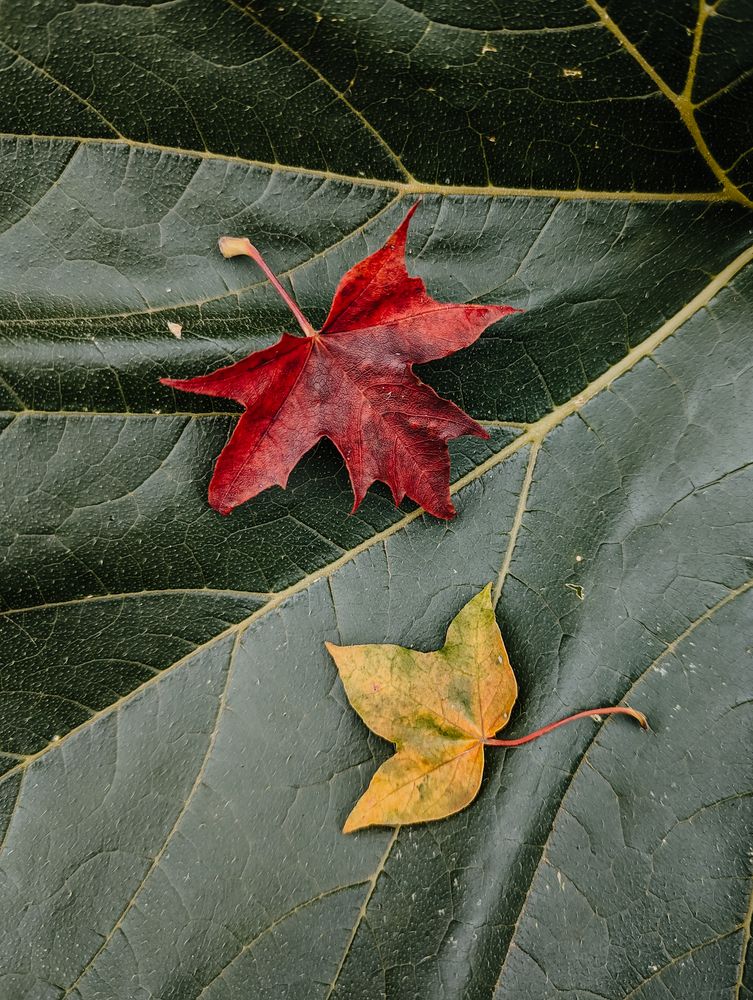Фотография автора Мария Михайлова