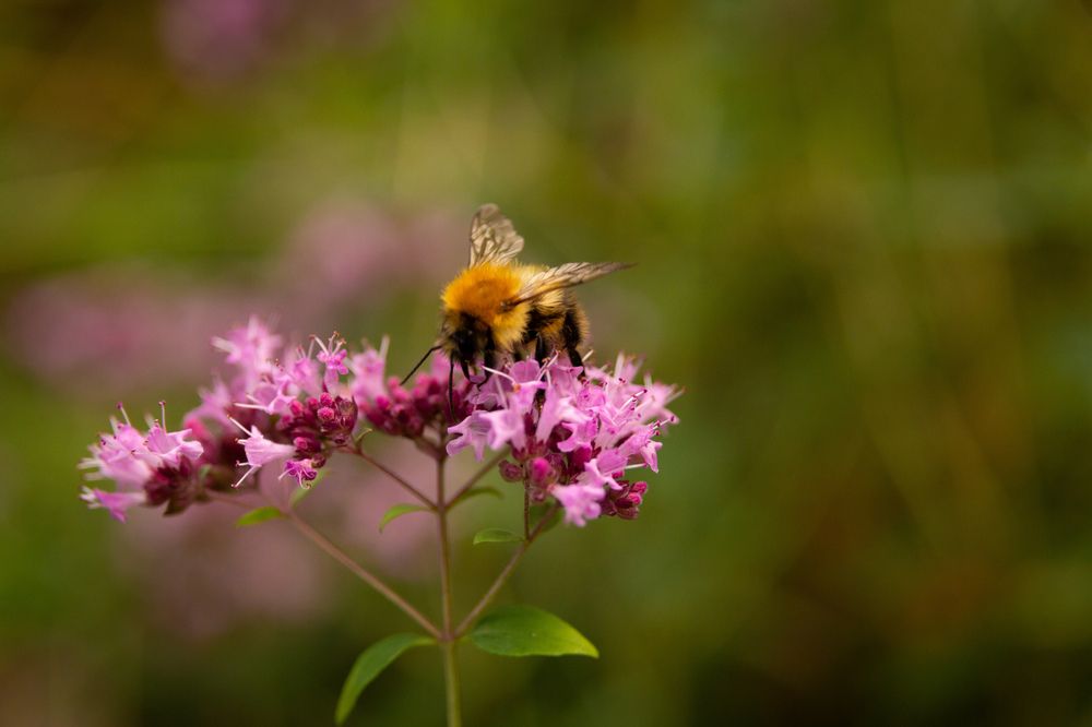 Photograph by Екатерина Брехова
