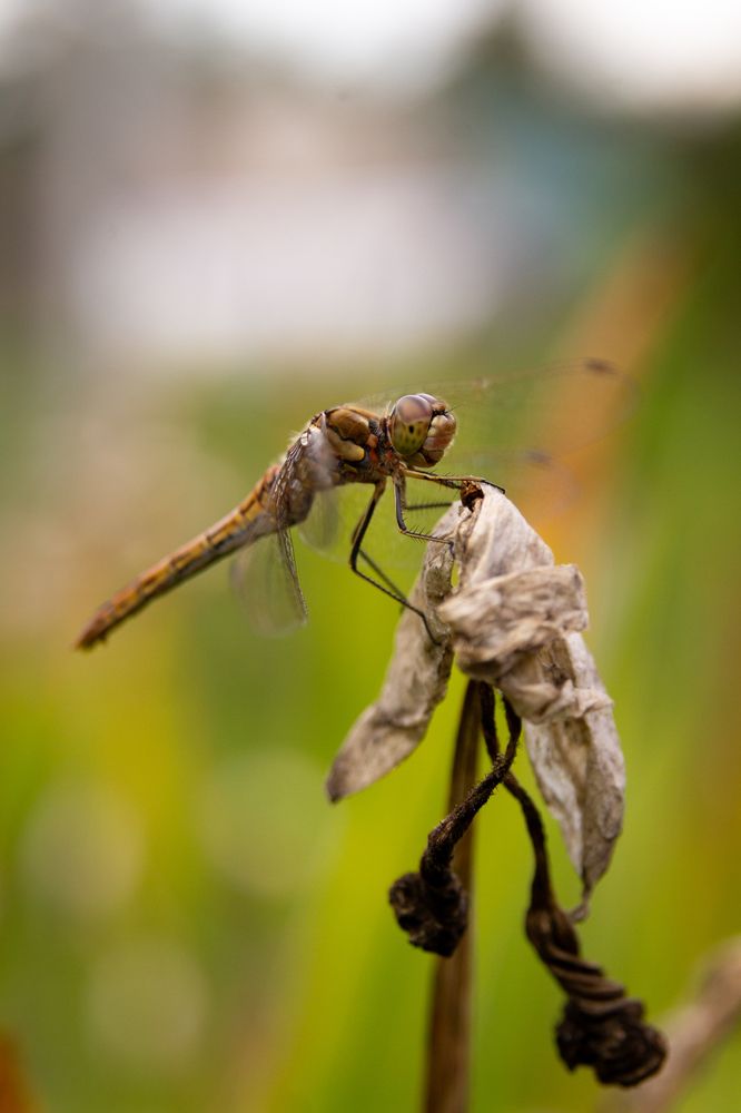 Photograph by Екатерина Брехова