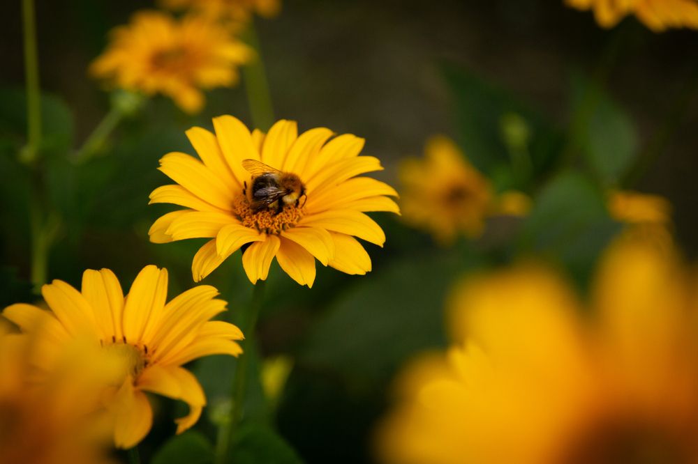 Photograph by Екатерина Брехова