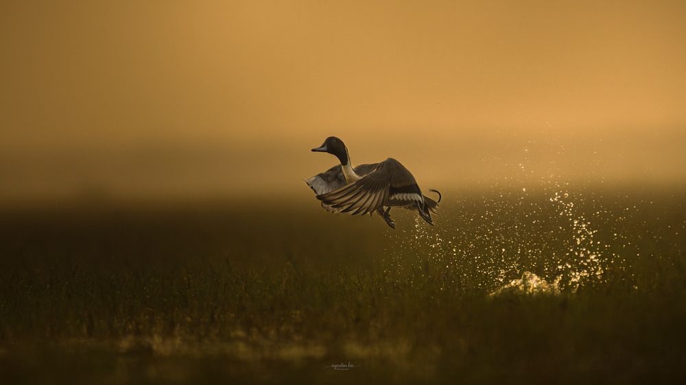 Photograph by Supratim Kar