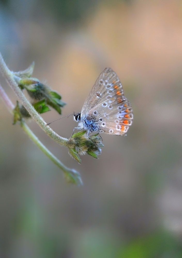 Фотография автора Юлияна Стоянова