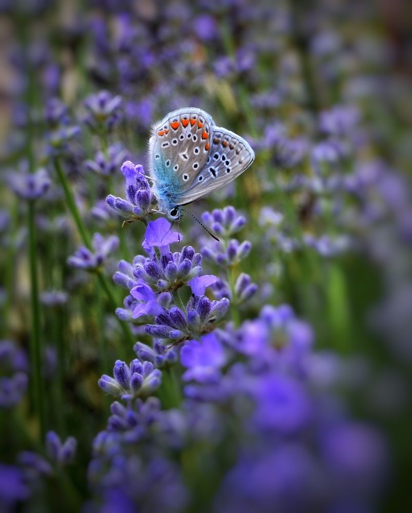 Фотография автора Юлияна Стоянова