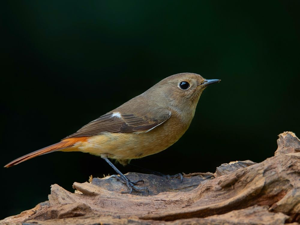 Daurian Redstart