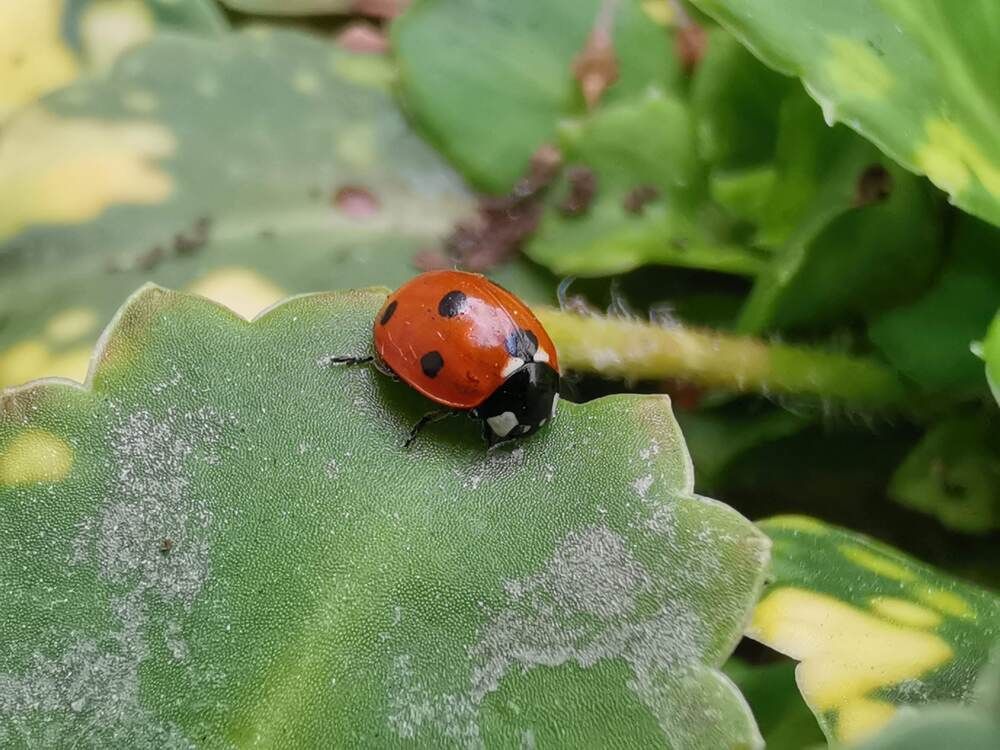 Фотография автора Aliaksandr Kazhdan