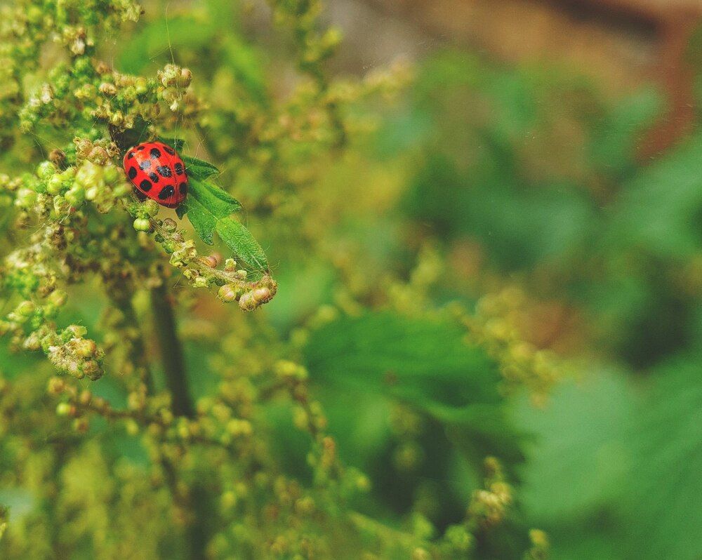 Фотография автора Aliaksandr Kazhdan