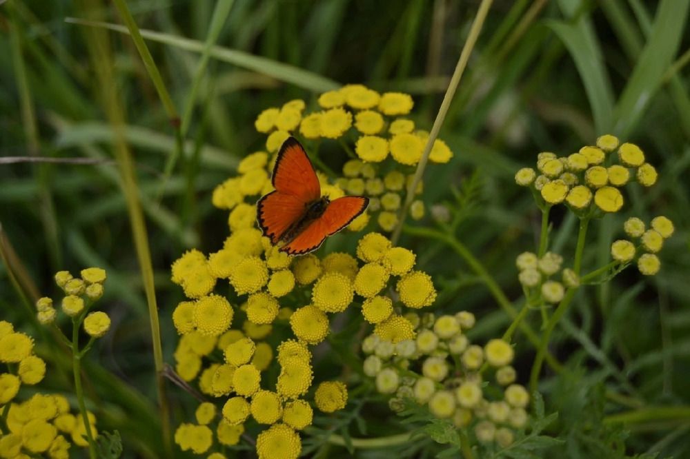 Фотография автора Антонина Клементьева