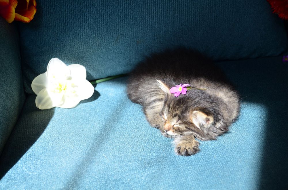 Фотография автора Антонина Клементьева