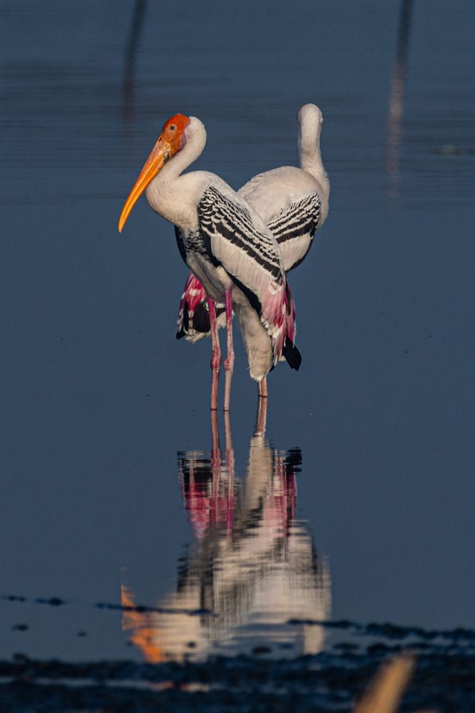 Photograph by Zinda Shaik Mohideen M