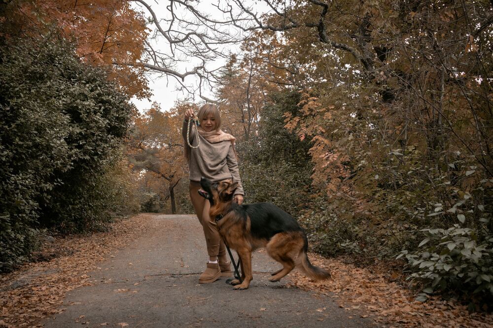 Игра с четвероногим другом