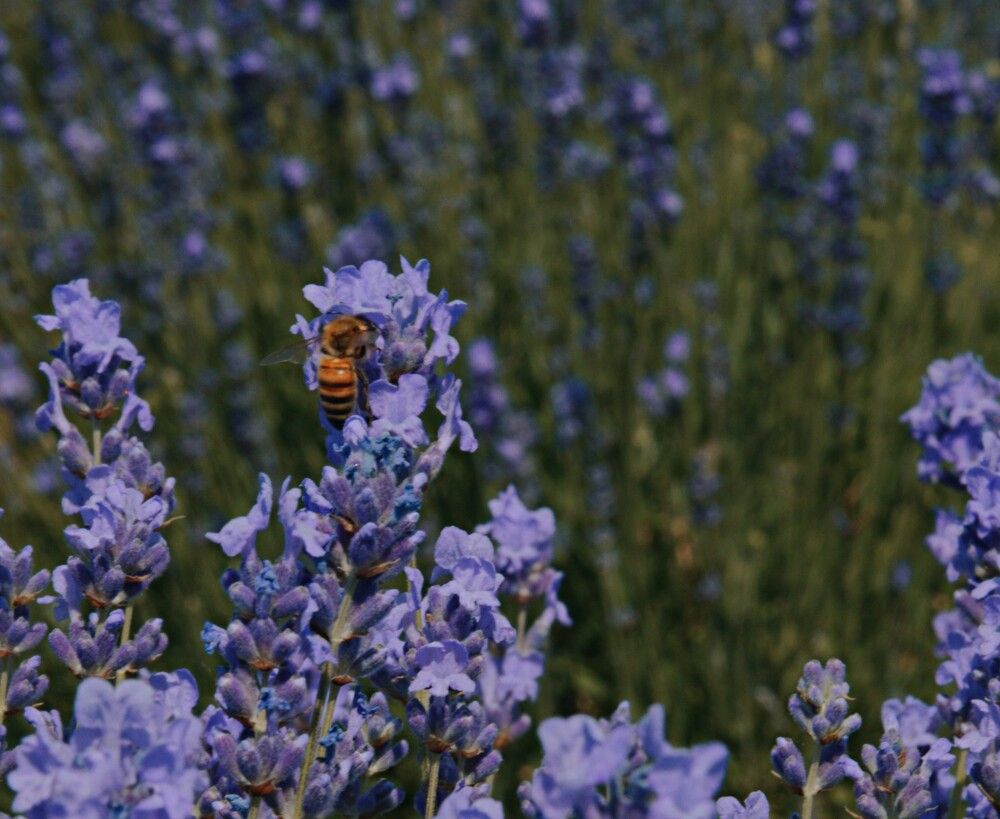 Photograph by Ольга Шевцова