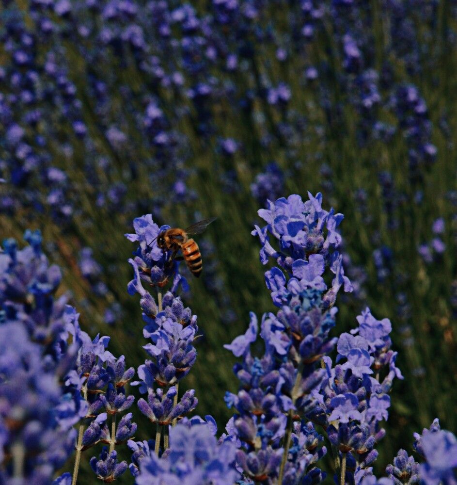 Photograph by Ольга Шевцова