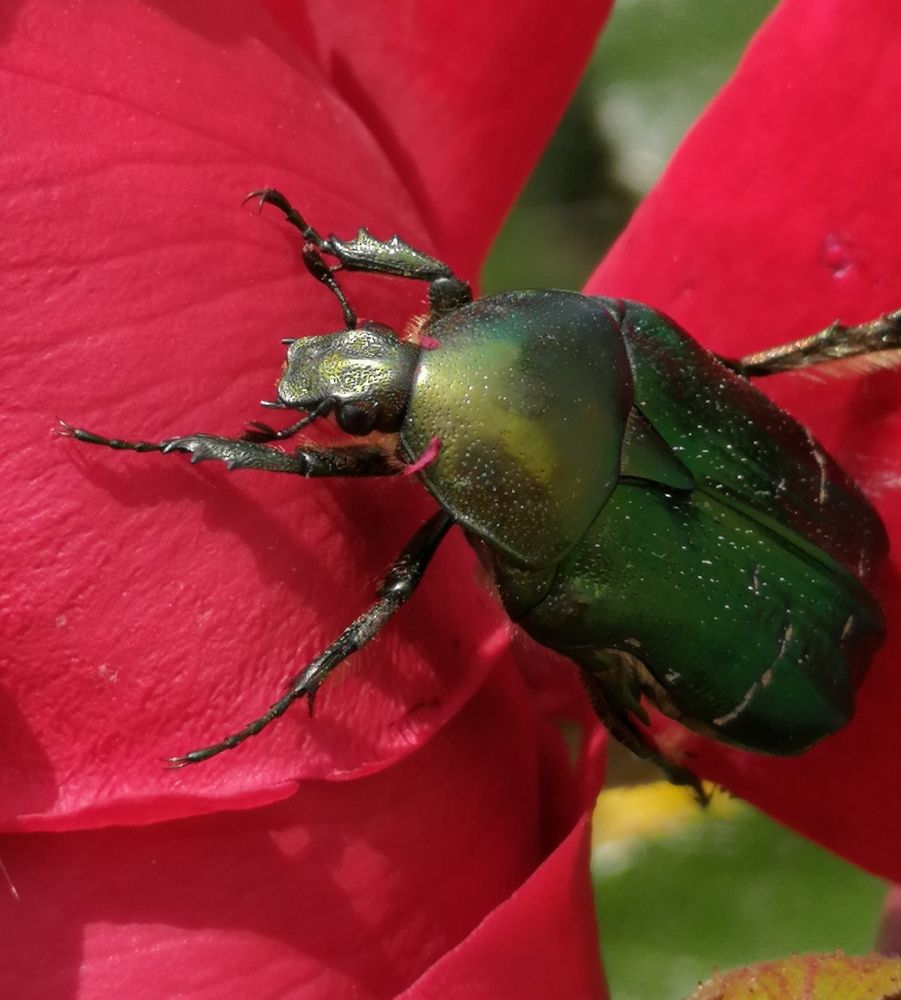 Photograph by Елена