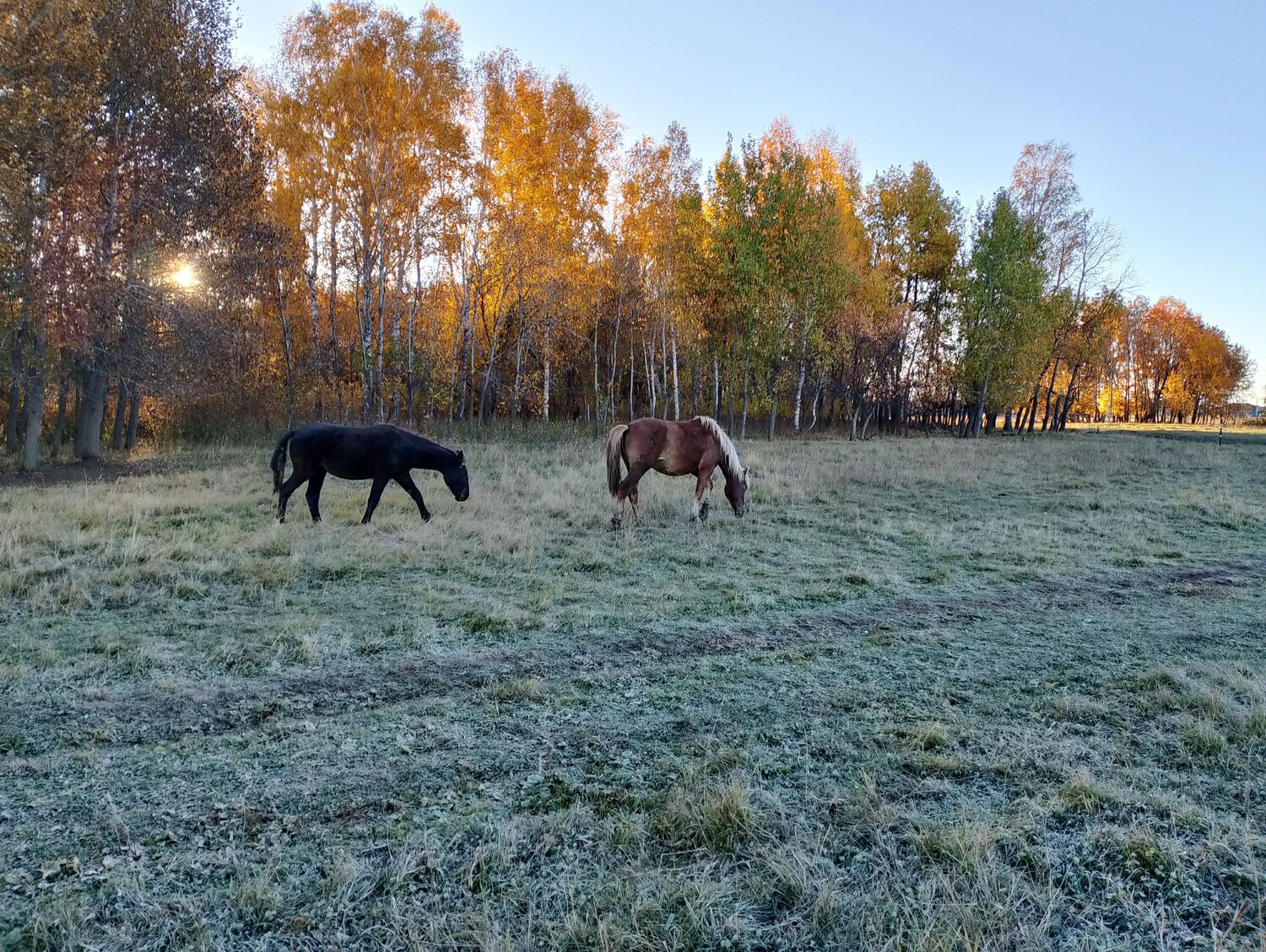 Photo #12006517