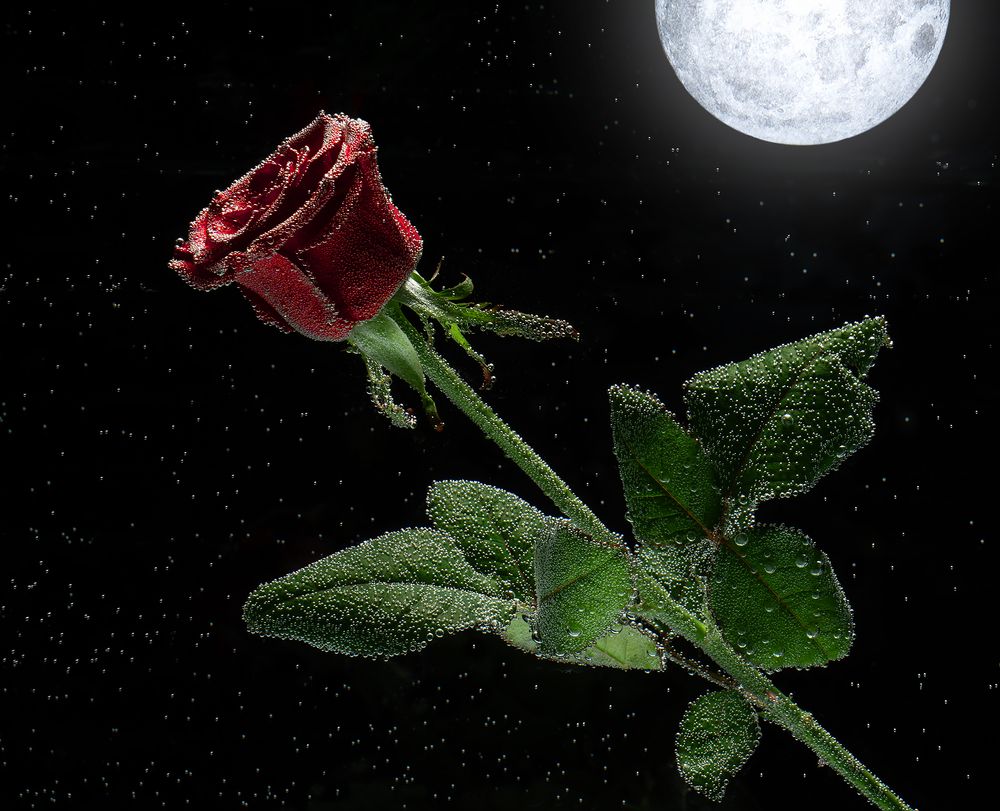 Фотография автора Роман Москвичев