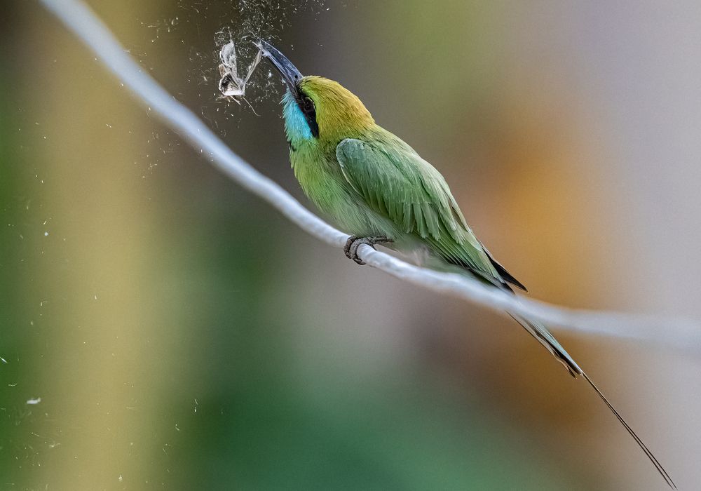Bee-eater with its prey