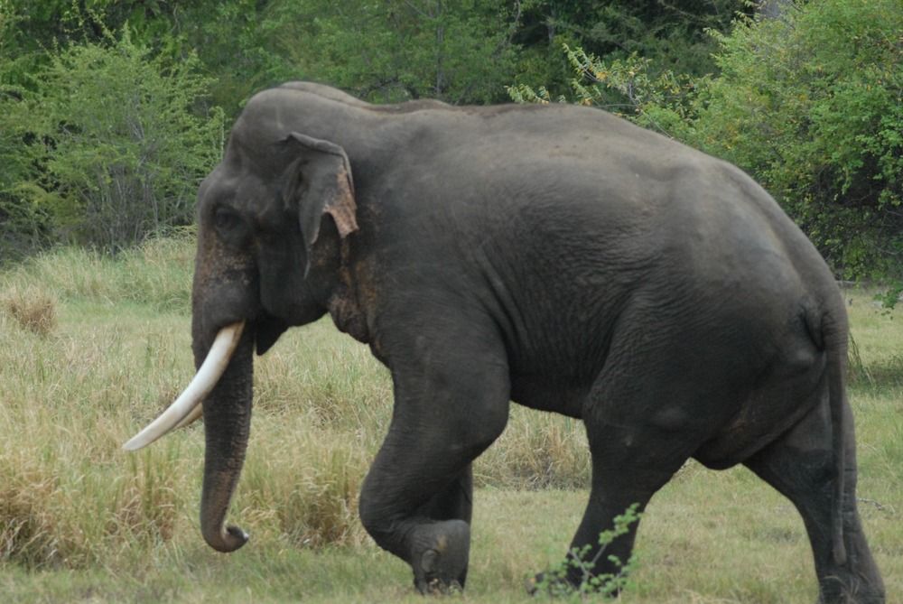 Фотография автора Thusitha Dilanka