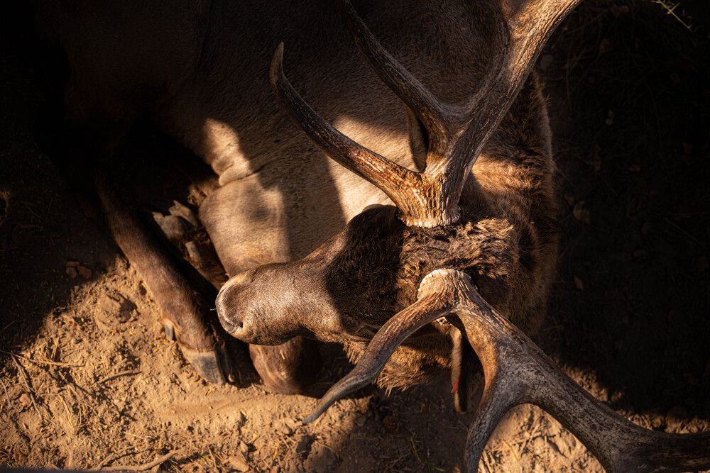 Сохатый. Вид сверху