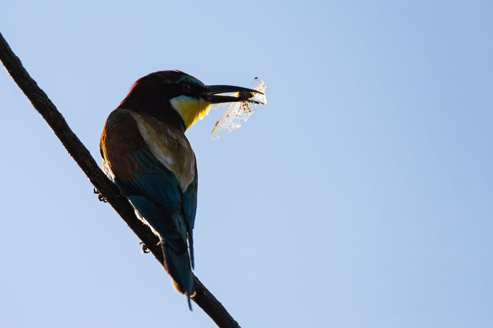 Фотография автора Алексей Савельев