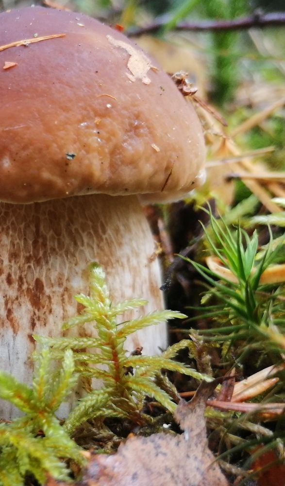 Photograph by Елена